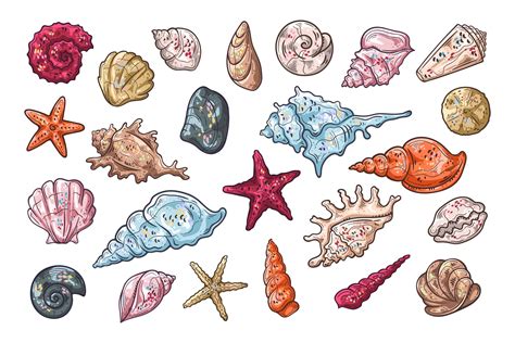Image result for Types of Shells Vector