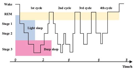 Sleep Cycle Diagram に対する画像結果