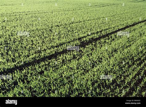 Afbeeldingsresultaten voor Rows of Grain Field