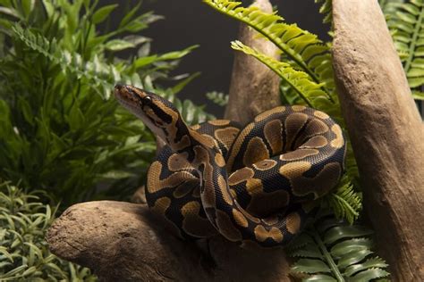 Afbeeldingsresultaten voor Stimson Python Enclosure