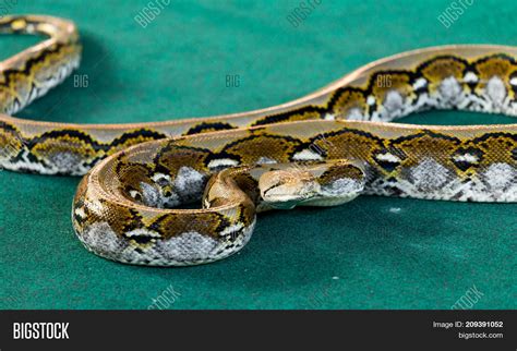 Toradh íomhá ar Angry Python Snake Eyes