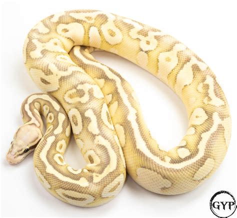 Image result for Fire Lesser Ball Python