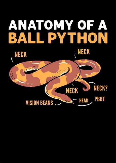 Python Anatomy に対する画像結果