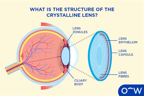 Image result for Lens PowerPoint Slide
