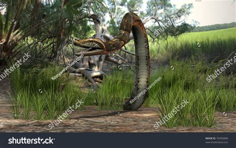 Python's with Legs in Amazon Forest に対する画像結果