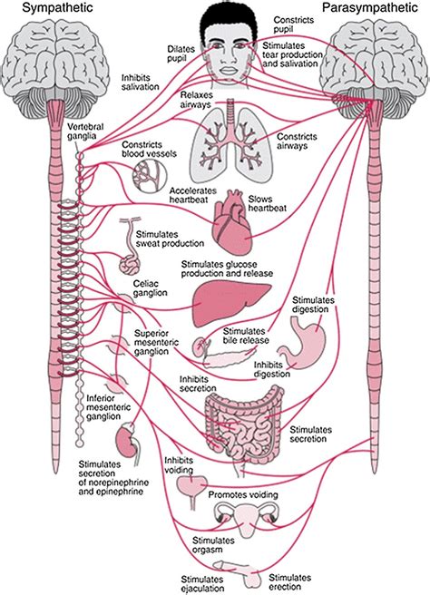 Image result for Autonomic Nervous System Examples