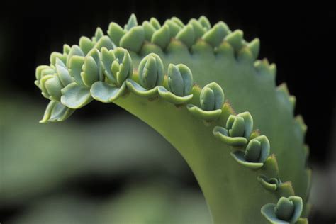 Vegetative Propagation by Stem に対する画像結果