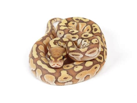 Image result for Lesser Banana Calico Ball Python