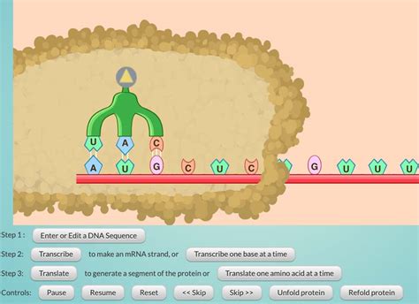 Toradh íomhá ar DNA Mutations Lab Answer Key