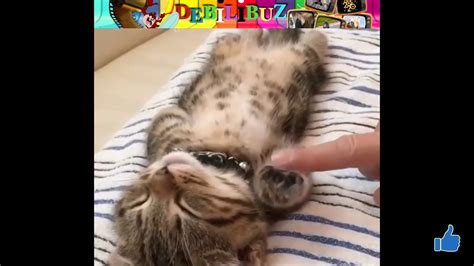 Zap Des Animaux に対する画像結果