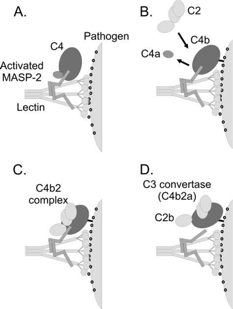 Image result for C3-Convertase