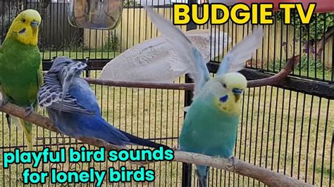 Image result for Budgie Channel
