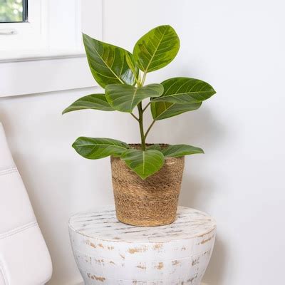 Image result for House Plant Near Me