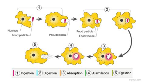 Image result for Life Processes Class 10 Flow Chart