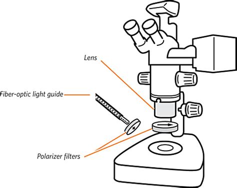 Image result for Stereo Microscope Labeled
