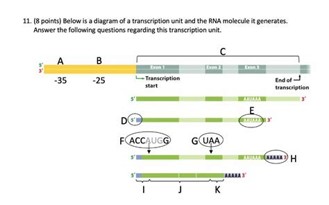Transcriptomics Drawing に対する画像結果