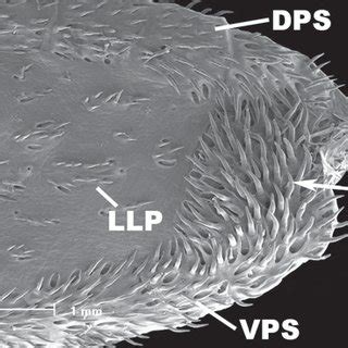 Toradh íomhá ar Dermal Plates