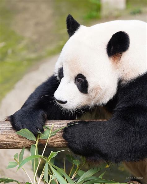 Afbeeldingsresultaten voor Net of Square