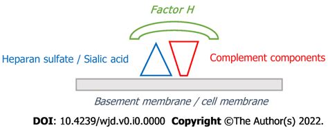 Image result for Complement Cascade Factor H