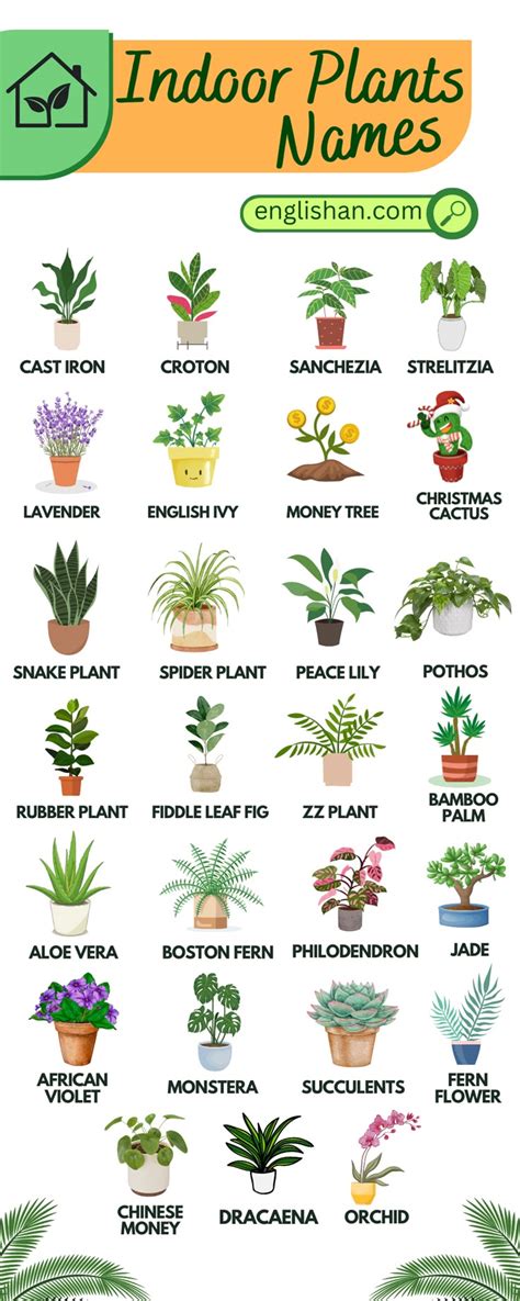 Plants Names and Pictures に対する画像結果