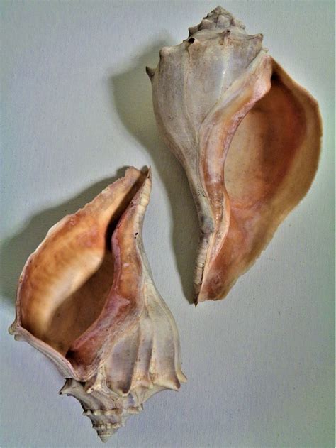 Image result for Shell vs Conch