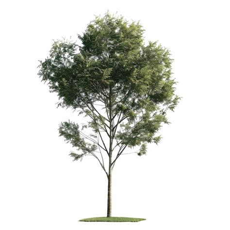 Remove Background Tree に対する画像結果