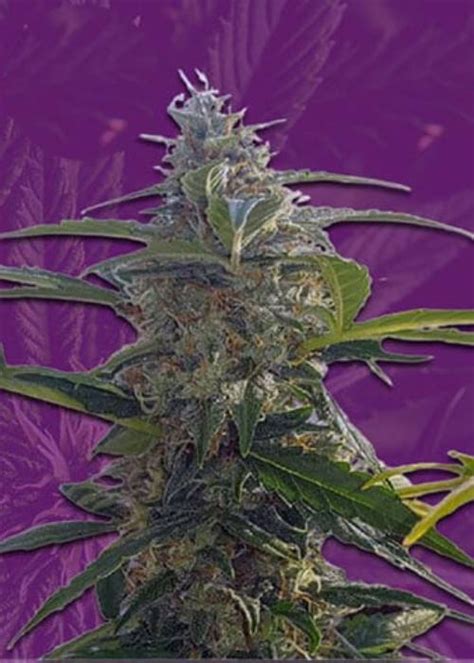 Afbeeldingsresultaten voor Autoflower Weed