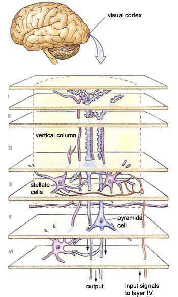 Simple Cells of Visual Cortex に対する画像結果