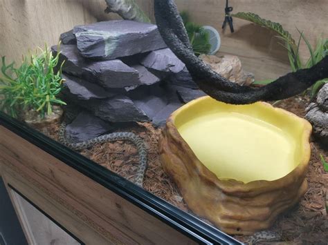 Image result for Spotted Python Setup