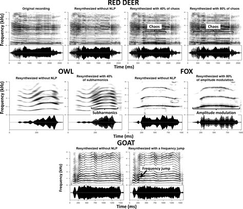 Pattern Nonlinear Animal에 대한 이미지 결과