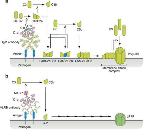 Afbeeldingsresultaten voor Classical Complement Pathway IgM