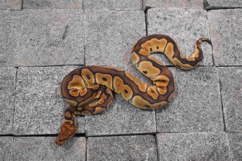 Image result for YB Ball Python