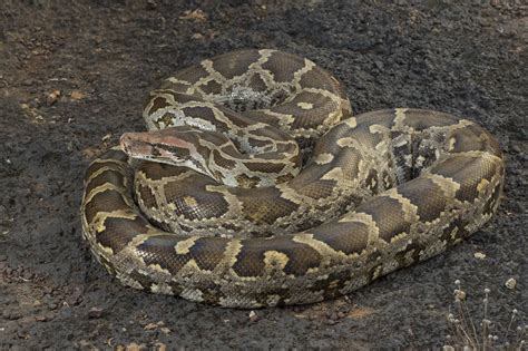 Image result for Indian Rock Python