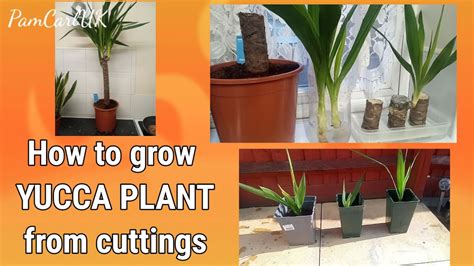 Image result for How to Propagate an Outdoor Yucca