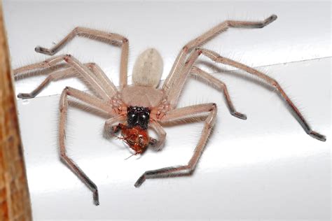 Image result for Huntsman Spider Arizona