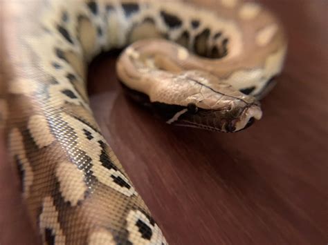 Toradh íomhá ar Python Keeper