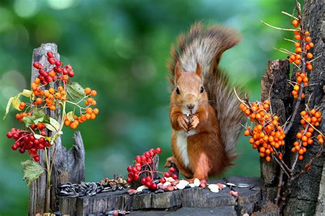 Toradh íomhá ar Squirrel Fall Computer Background