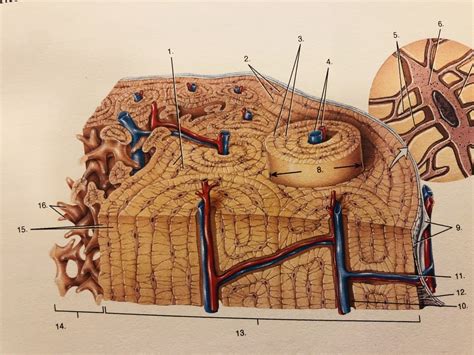 Compact Bone Histology Diagram | Quizlet