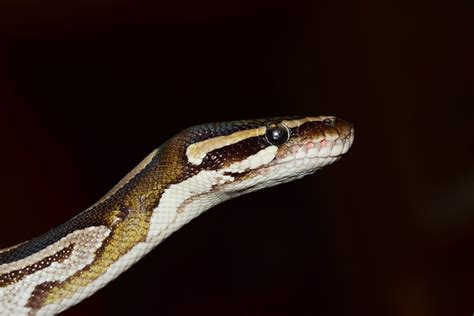 Image result for Ball Python Drooling
