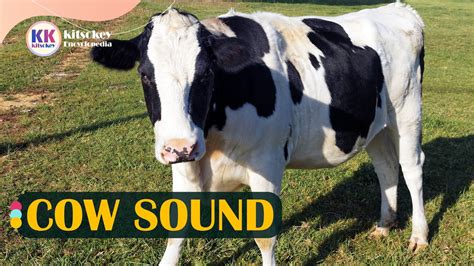 Image result for Wireless Remote Control Cow Sound