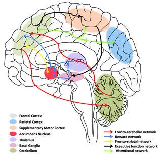 Image result for Memory Functional Circuits