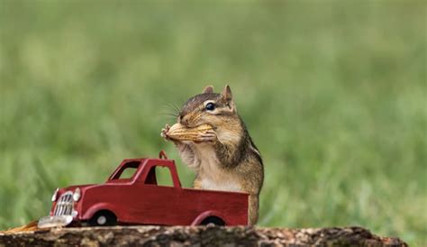 Afbeeldingsresultaten voor How to Keep Chipmunks From Garden