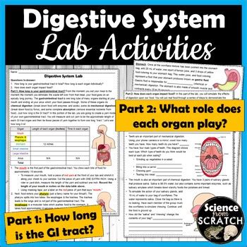 Image result for Science From Scratch the Digestive System Answer Key