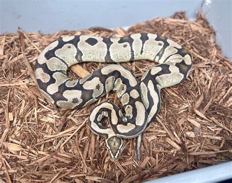Image result for Fire Python Tiger