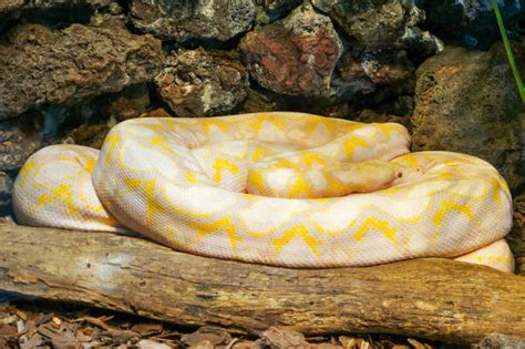 Toradh íomhá ar Pink Burmese Python