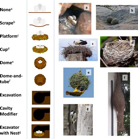 Image result for Nesting Structure