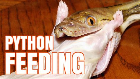 Image result for Reticulated Python Feeding Chart
