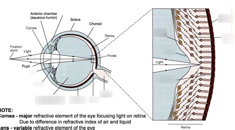 Toradh íomhá ar How the Eye Operates For Dummies