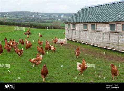 Organic Poultry に対する画像結果