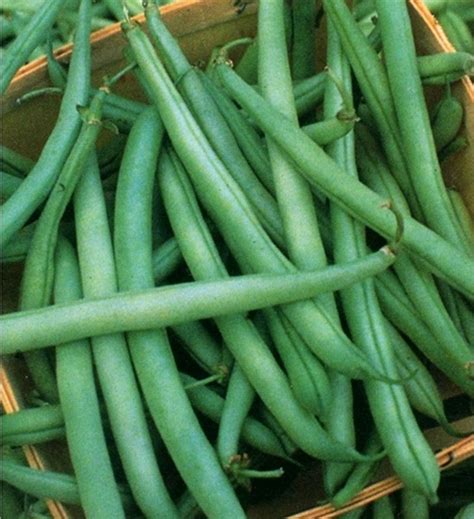Growing Half Runner Beans に対する画像結果